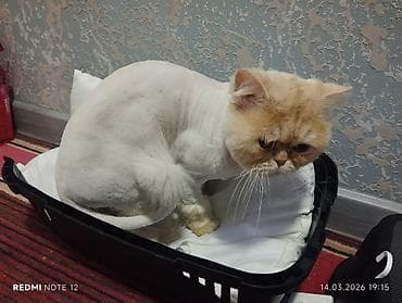 pisik cutlesme: Ekzot — 1