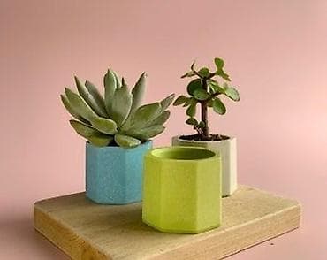 fokus bonsai: Məhsul: Kiçik dekorativ saksı qabları (poliedr formalı) • Dizayn — 1