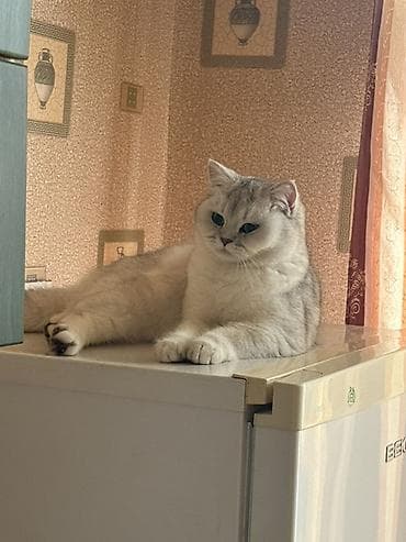 gence heyvan: Britan, Dişi, Yaxşı əllərə, Rayonlara çatdırılma — 3