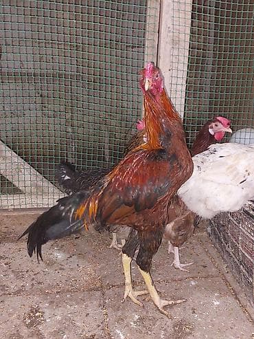it xaltalari satisi: Heyratı xoruz 1 yaş. 60 m — 4