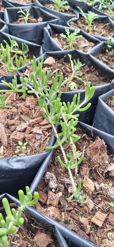 günəbaxan haqqinda məlumat: Məhsul: Dekorativ gül (sukkulent tipli, asma/sürünən) Təsvir: - — 4