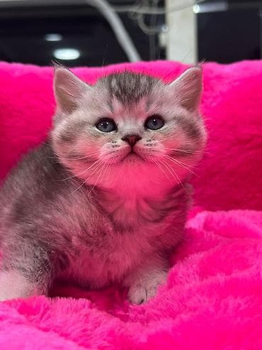 Собаки: Шотландская, Самец, Самка, В добрые руки, Самовывоз, Бесплатная доставка, Платная доставка — 3