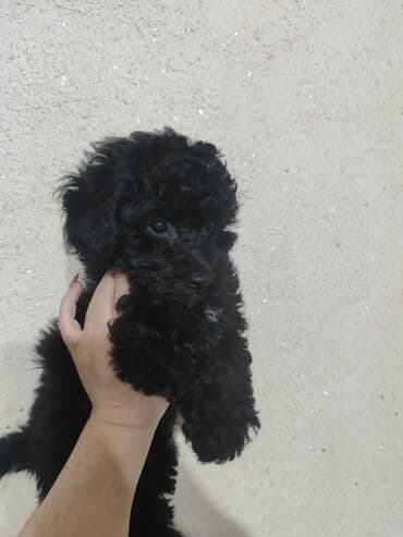 той пудель цена: Pudel — 3