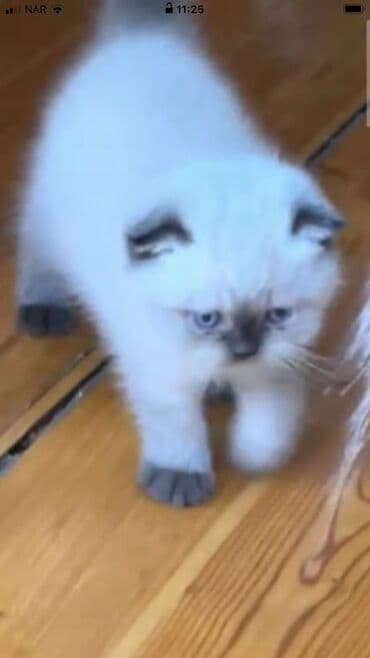 pişiklərin qiyməti: Şotland, Erkək — 3