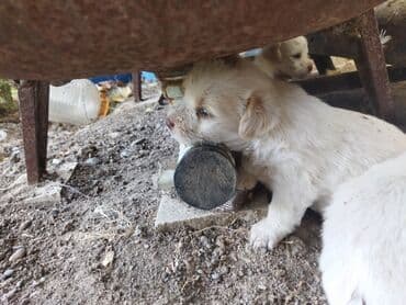 sort itler: С прививками — 4