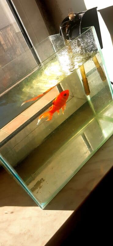 betta balıq: Dördbucaq akvarium, Balıqlarla birlikdə, 20 l, Ünvandan götürmə — 2