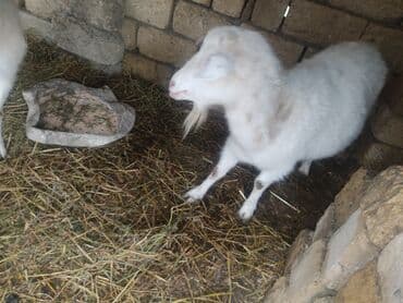 tap az pisikler: Dişi, il: 2, Damazlıq, Ünvandan götürmə — 3