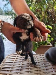 коне корса: 1 месяц, С прививками, Самовывоз, Бесплатная доставка, Платная доставка — 3