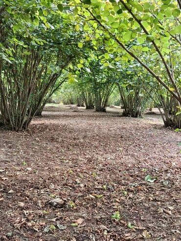 findiq ləpəsi: Salam bağ Qəbələ rayon Nic qəsəbəsində dir bağ 67 sotdan ibarətdir 170 — 6