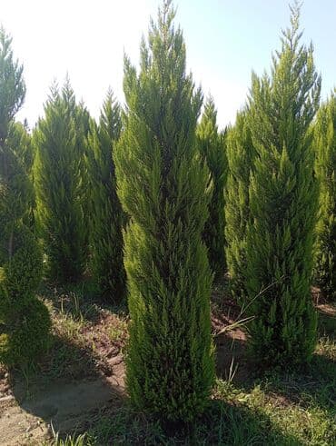 пластмассовый бак для воды купить: Her növ ağaclar ve dekarativ ağaclar çox ucuz ve qarantili gubresiz — 10