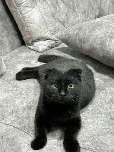 İtlər: Şotland yastı qulaq, Dişi, Ünvandan götürmə — 1