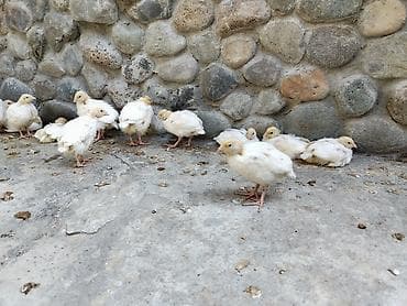 kənd cücəsi: Bildirçin balaları

- Cins: Texas — 3