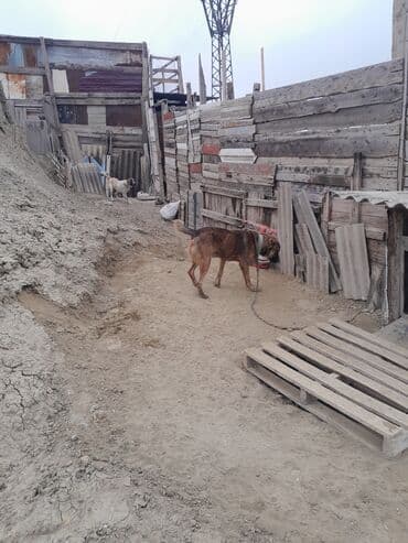 maraqli it adlari: İri cüssəli, qısa tüklü, tünd qəhvəyi rəng çalarlarında it. Boy ölçüsü — 5