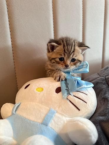 ana bala keci: Qızıl şinşilla, Erkək, Yaxşı əllərə, Ünvandan götürmə — 1