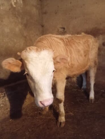 Erkek dana satılır unvan bine