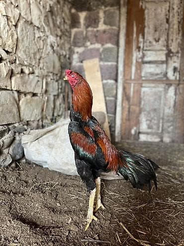 Yemlər: 10 aylıx çolpadı qara mamzdı probu var real alcı narahat eləsin — 1