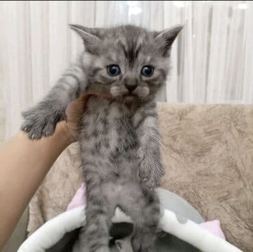 setter it cinsinin digər adı: 50 ile 250 arasi cins saf qan pisiklerimiz var( Silver sinsila temiz — 26