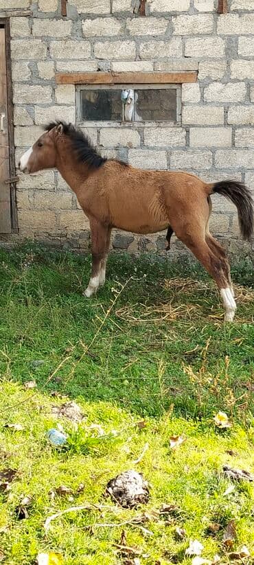 сколько стоит лошадь в азербайджане: Salam aleykum satılır atası və anası Qarabağ atıdı istiyən olsa əlaqə — 3
