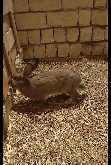 bildircin satisi: Salam təmiz qan ətlik Flandr (Flemish Giant)5 aylıqda var 80manat özüm — 4