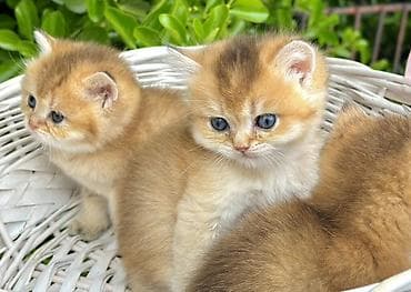 qızıl baliq: Qızıl şinşilla — 6