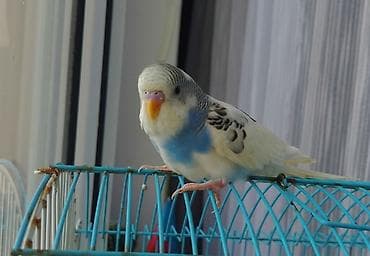 Növ: Dalğıç papağanı (budaq quşu/budgerigar) Cinsiyyət/yaş: Şəkillərə