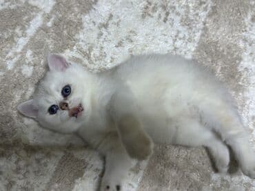 шотландская серебристая шиншилла купить: Шиншилла, Самец, В добрые руки, Самовывоз — 5