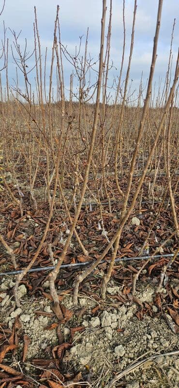 xar tut meyvesi: 🍒 GİLAS TİNGLƏRİ SATILIR 🍒 📍 Şabran rayonu Ərkən sortlar mövcuddur — 3