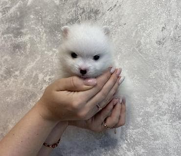 ⚖️Mini Toy pudel Pomeran - malitpu balalar satışda ✅Tam Paket Sənətli — 1