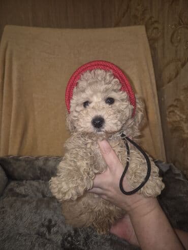 erkey quzular: Pudel, 2 ay, Erkek, Peyvəndli — 8