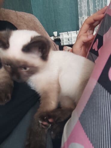 pişiklər: Siam, Dişi, Ünvandan götürmə — 7