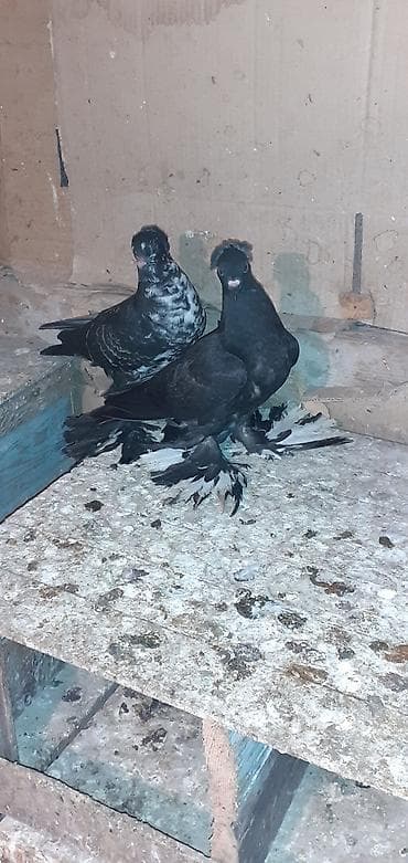 akvaryum bali̇q yemi̇: Yeni balalar oynaq quşların balalarıdı! Fikri ciddi olanlar narahat — 5