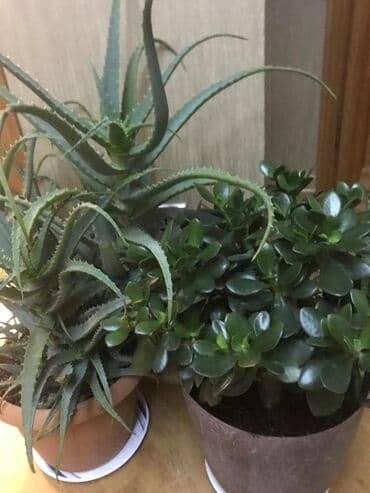 все для сада и огорода в баку: Dibçəklər satılır.Qiymətlər 10-35 arası dəyişir — 1