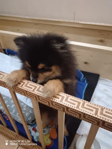 it üçün ev: Pomeran (Spitz) balası - Rəng: qara-tan (qara kürək, üz və pəncələrdə — 3