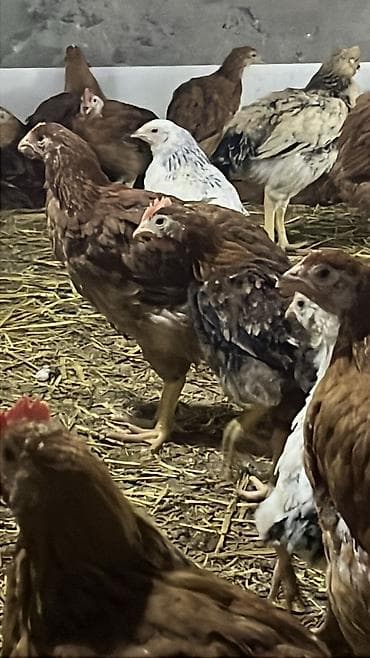 cins atlar: Toyuq, Ətlik, Pulsuz çatdırılma — 4