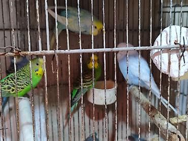 balaca pisik sekilleri: 1 illik bala verən quşlar. Yerim yoxdu deyə satıram. hamısı yumurtayan — 2