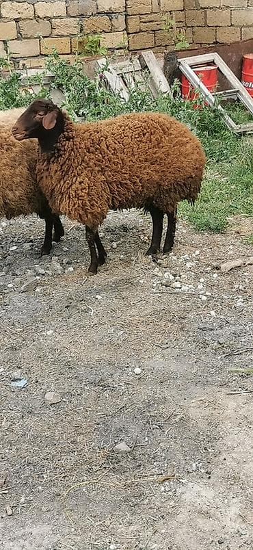 afcarka balasi erkey: Qoyunlar – yerli cins, qəhvəyi rəngli - Say: 2 baş 2 dişi Qala — 4