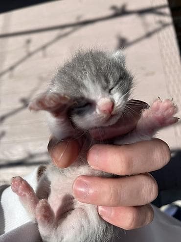 bala pişiy: Şotland, Erkək, Dişi, Yaxşı əllərə, Ünvandan götürmə — 10