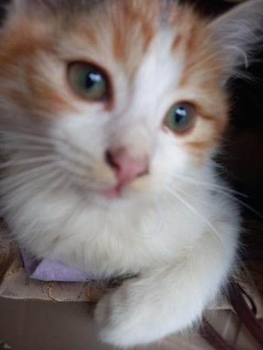 holstein inek satilir: Yaxşı əllərə — 1