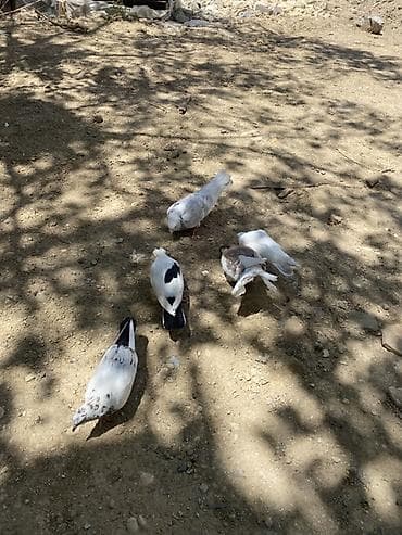 Quşdar hamısı 20 manata satılır 5dənədi tərgidilir hopdum 20 bal - — 1