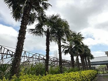 Bitkilər: Beyləqan rayonu, Daşburun kəndində yerləşən 10 ədəd sağlam, 20 illik — 4