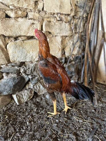 K/t heyvanları və malları: Xoruz, il: <1 — 6