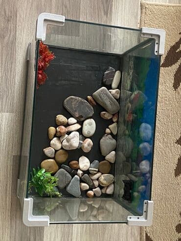 продажа аквариумных рыбок: BOYU akvarium - Şüşə korpus, şəffaf yan tərəflər və dekorativ — 2