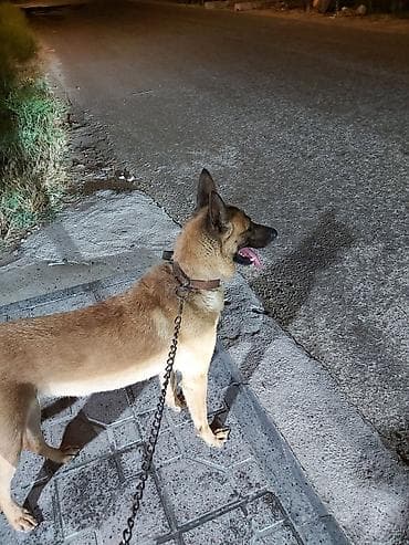 Belçika çoban iti, 2 il — 1