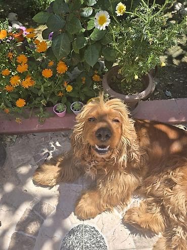 Gəmiricilər: Koker spaniyel — 2