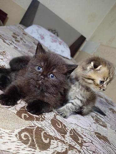 pisi: Britan, Dişi, Yaxşı əllərə, Ünvandan götürmə — 1