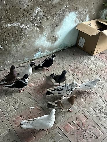 goyərcinler: 12 dene quwdu kom 7 manatdan tergzme heyvanlardi — 2