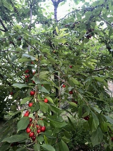 ismayıllı kirayə evlər: Для сельского хозяйства, Купчая — 16