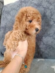 той пудель цена: Пудель, 2 месяца, Самка, С родословной, Самовывоз — 5