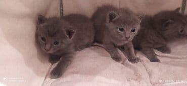 xaski it satisi: Britan, Erkək, Dişi — 9