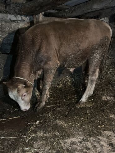 cins inekler: Самец, лет: 1, 100110 кг, Для разведения, Самовывоз — 20